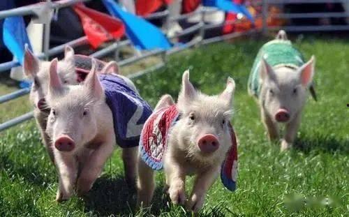 娱乐吃瓜猪衢州,吃瓜群众聚焦猪界风云