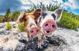 娱乐吃瓜猪衢州,吃瓜群众聚焦猪界风云