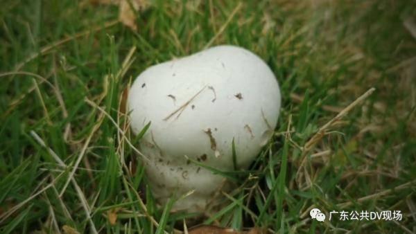 娱乐吃瓜酱送外卖的小波,娱乐吃瓜酱背后的故事