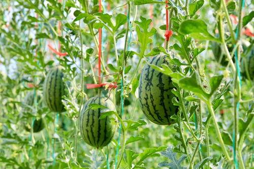 吃瓜论坛有哪些,热门话题与网友热议一览