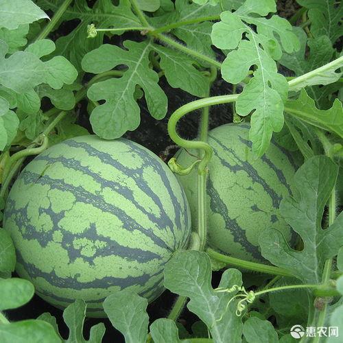 娱乐吃瓜酱喂西瓜,揭秘娱乐圈那些不为人知的幕后故事