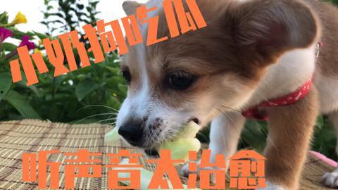 吃瓜娱乐酱小狗