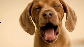 吃瓜娱乐酱小狗