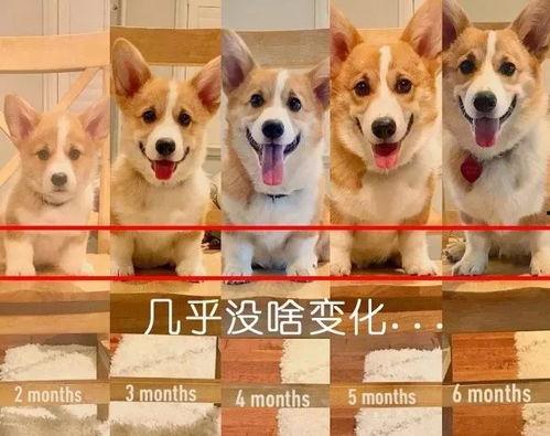 走近科学小狗长大娱乐吃瓜酱,揭秘小狗长大娱乐吃瓜酱背后的秘密